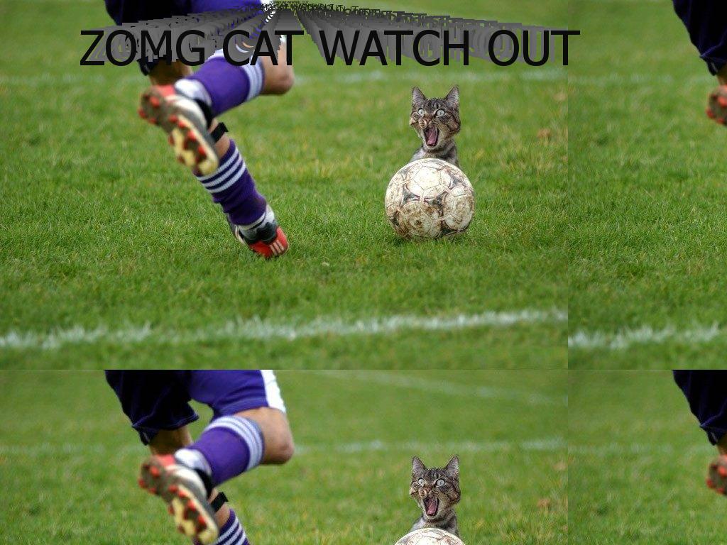 soccercat
