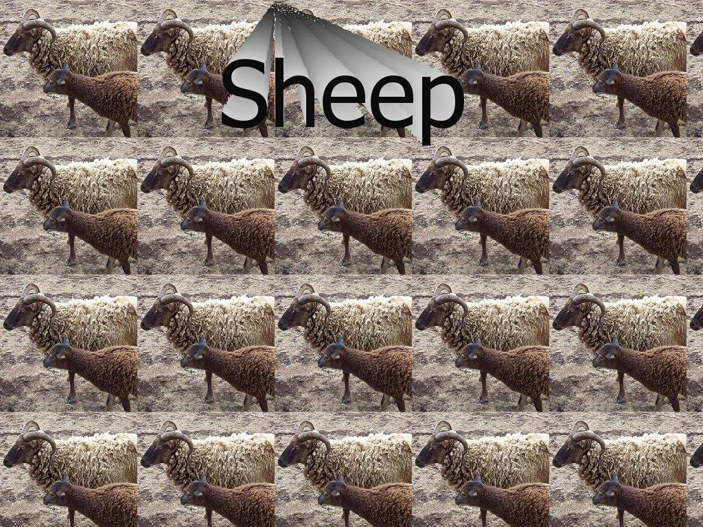 sheep2