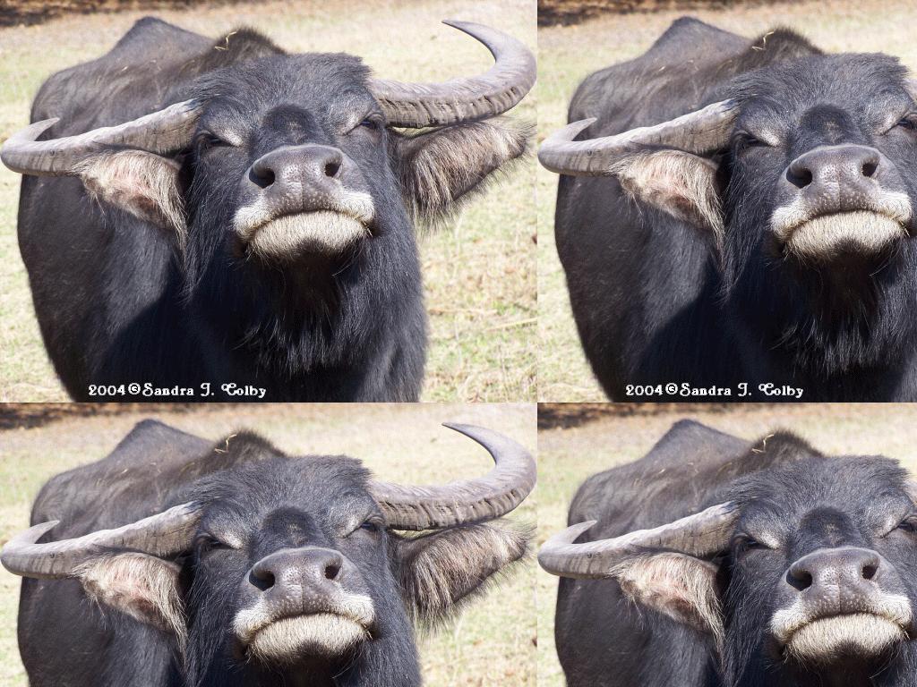 waterbuffalo