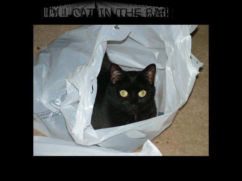 lolcatinthebag