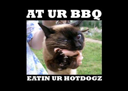 cat eatin ur hotdogz