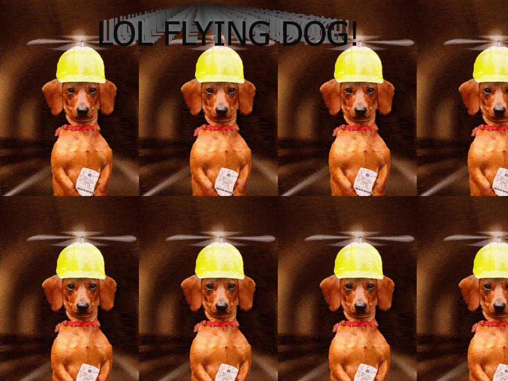 flyingdoglol