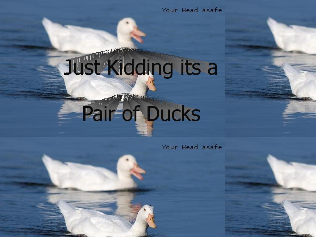 pairofducks