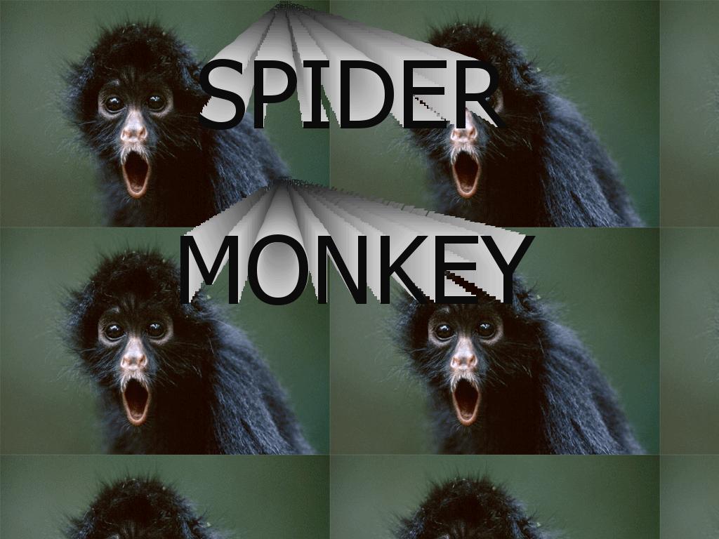 spidermonkeyrock