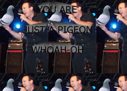 You are just a pigeon