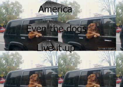 Even dogs live it up in america