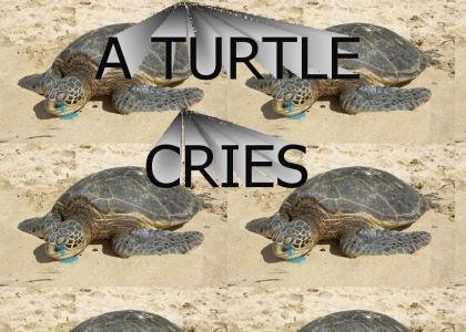 A Turtle Cries