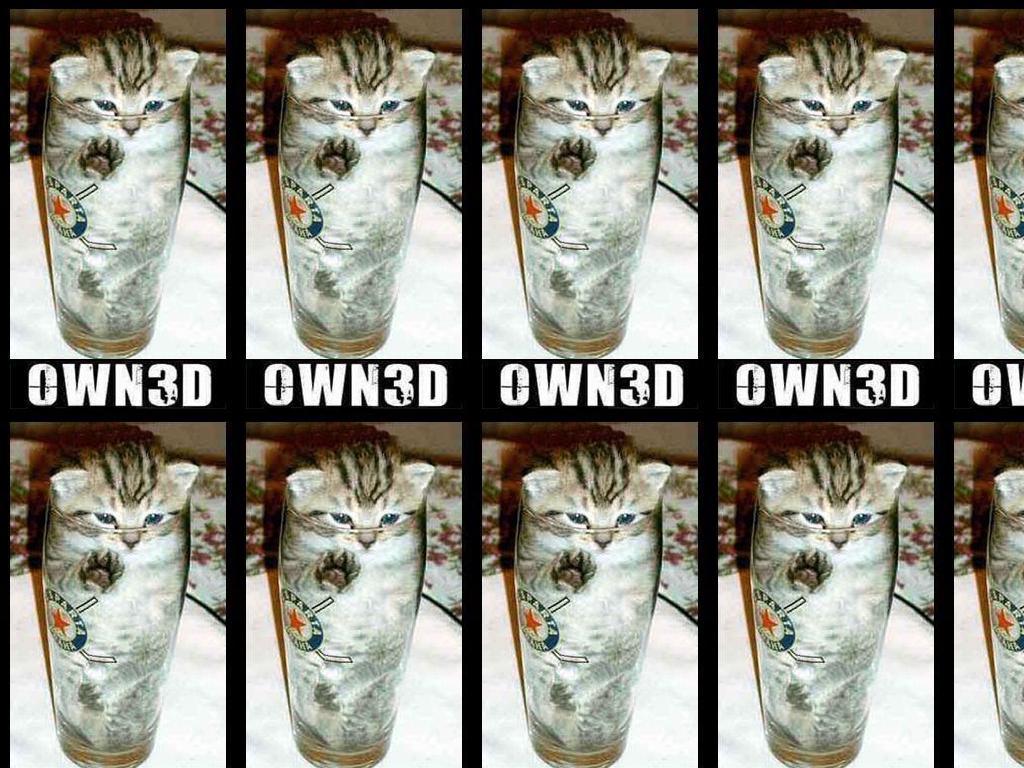 own3dcat