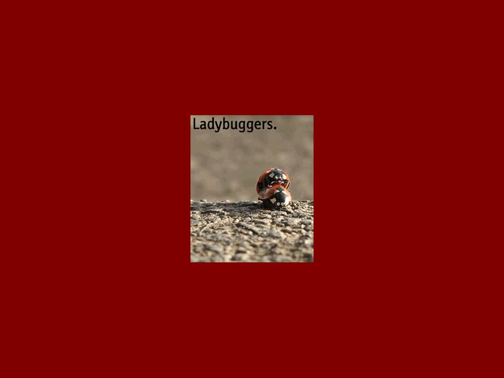 ladybuggers