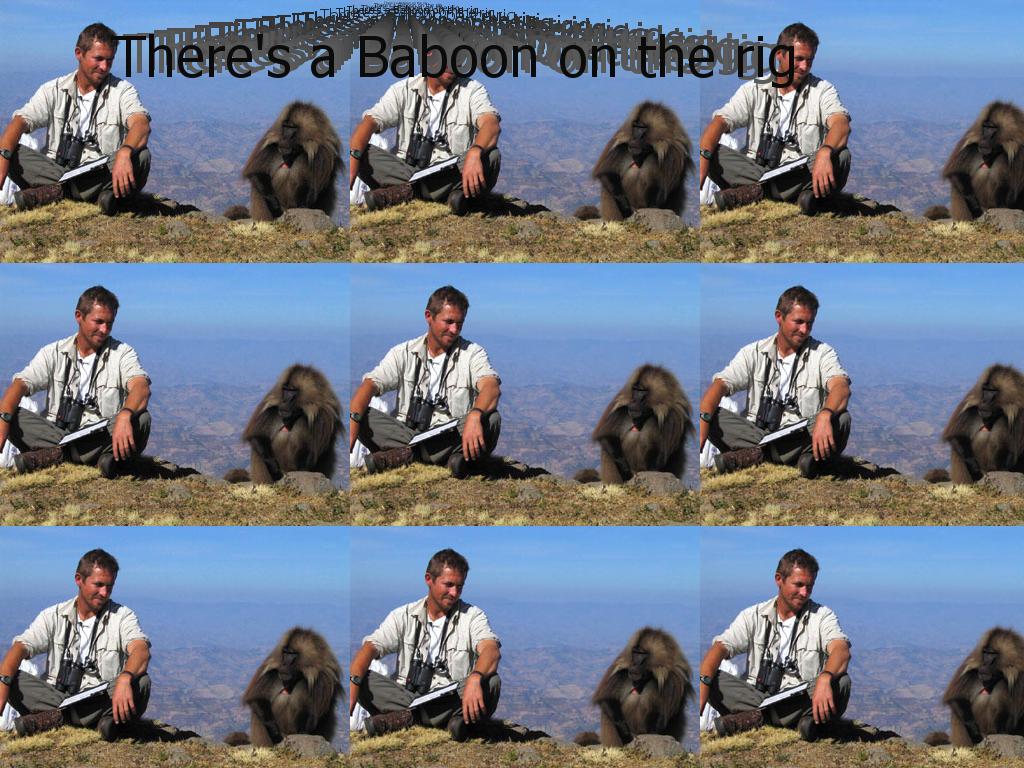 baboonontheright