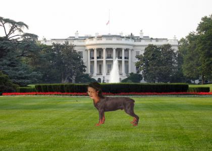 First dog of the Obama White House