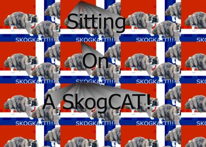 Sitting on a skogkatt