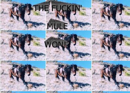 Mule Vs Mountain Lion