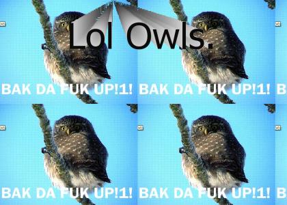 lol funny owls