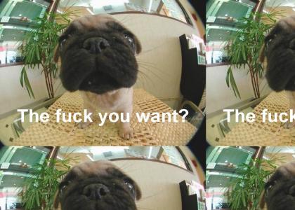 A pugs wrath!