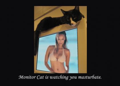 Monitor Cat is watching you...