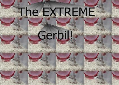 EXTREME Gerbil