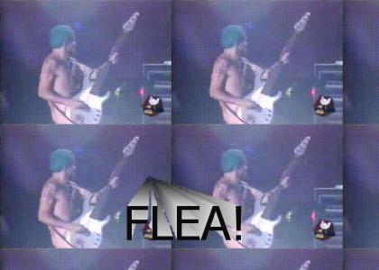 FLEA RAPES BASS