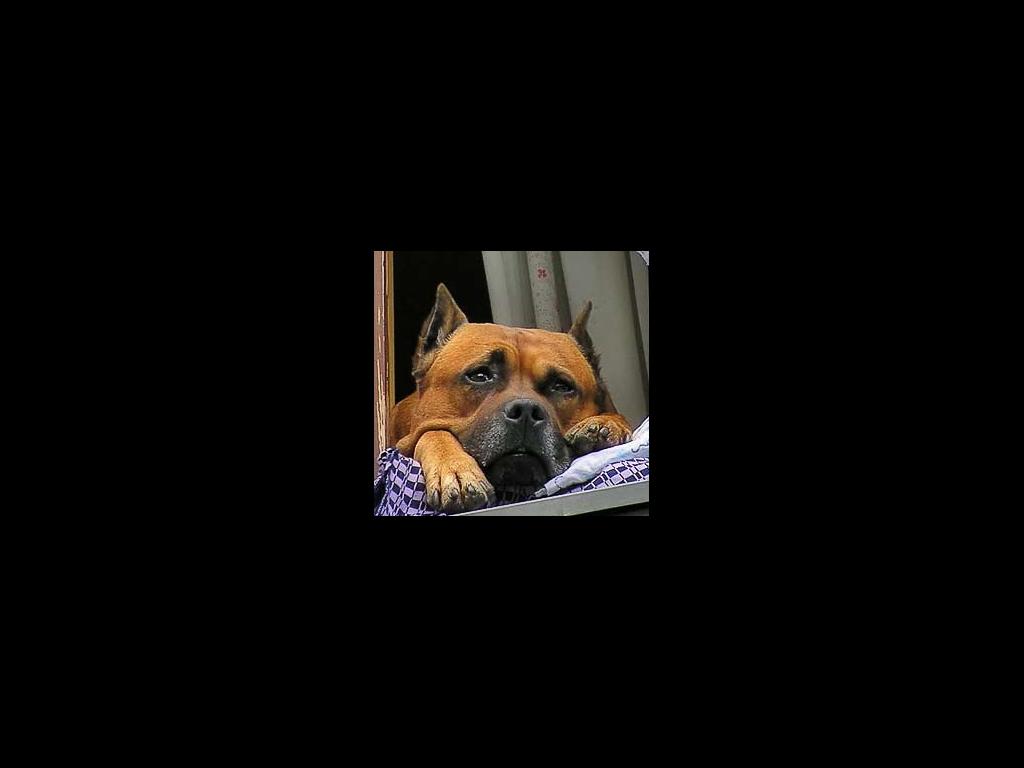 sadpuppy
