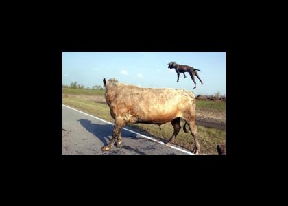 Superdog saves the cows