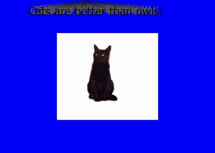 Cats are better than owls...YA'RLY
