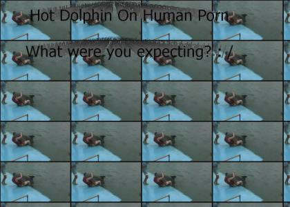 Hot Dolphin Porn : /