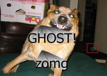 my moms dogs ghost will kill you
