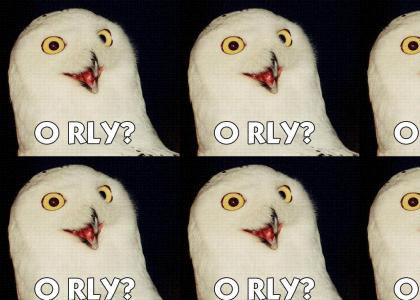 Another Owl that doesnt change facial expressions.