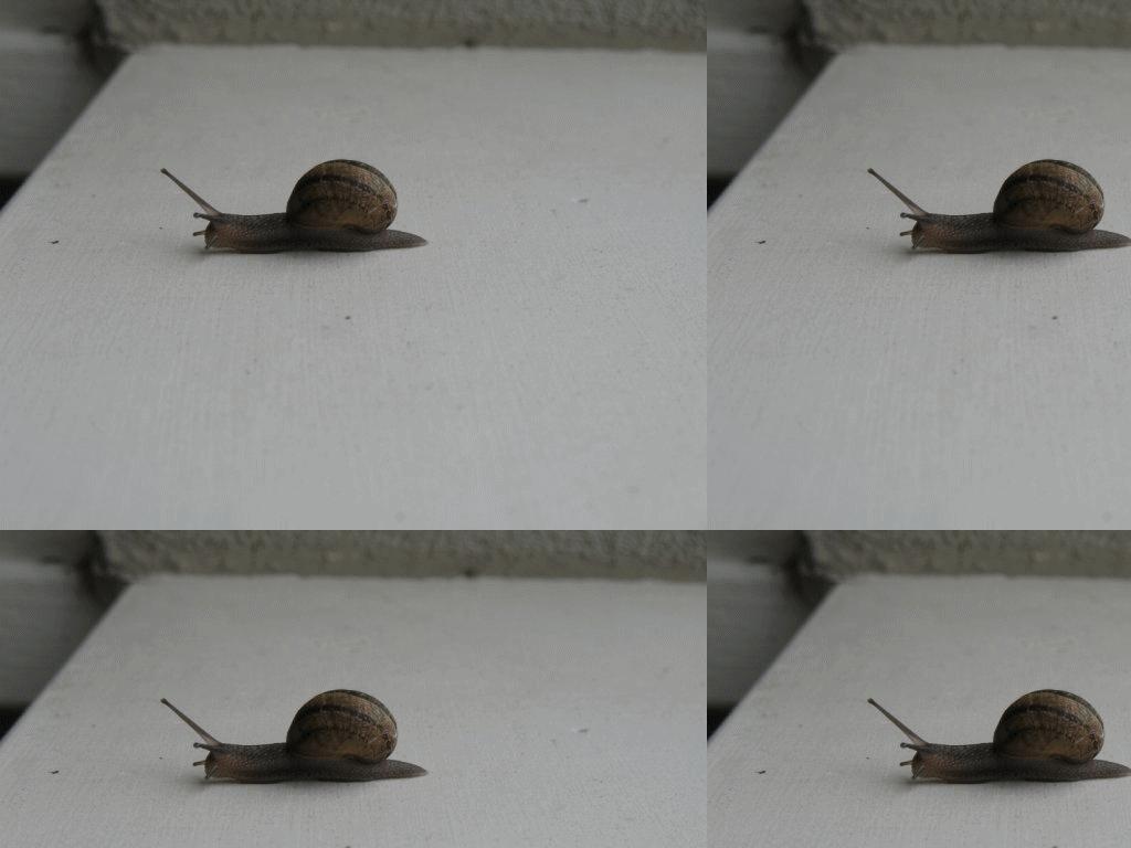 epicsnail