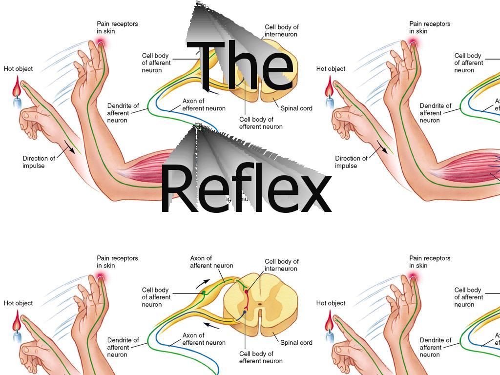 TheReflex