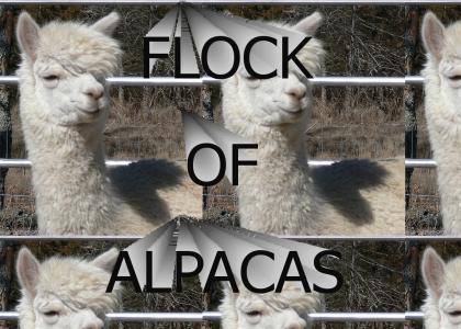 flock of alpacas