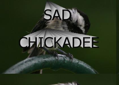 Sad Chickadee