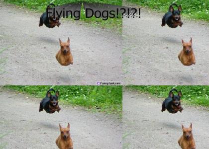 Flying Dogs?
