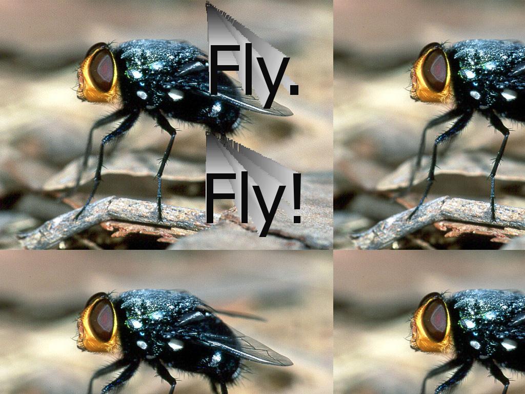 flyfly
