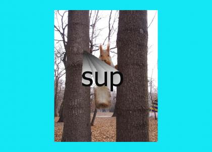 squirrel says: