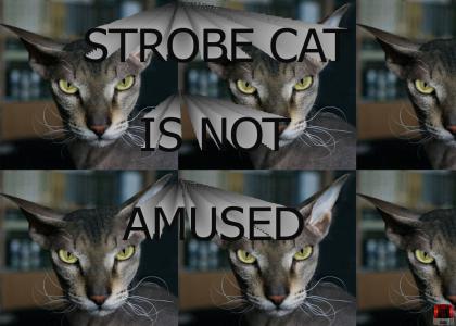 STROBE LITE CAT IS NOT AMUSED