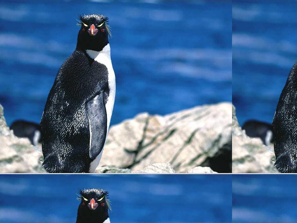 unhappypenguin