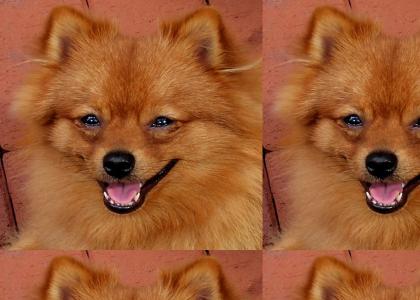 PTKFGS: NEDM- Happy Dog