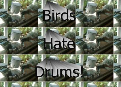 Epic Battle: Bird vs. Drum