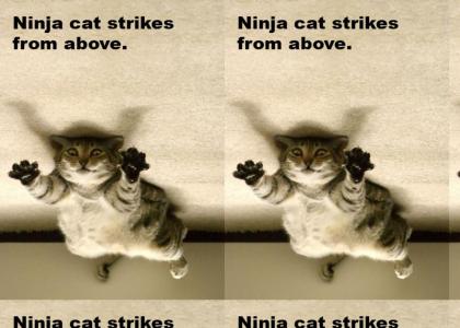 ninja cat!!!!!!!!!!!