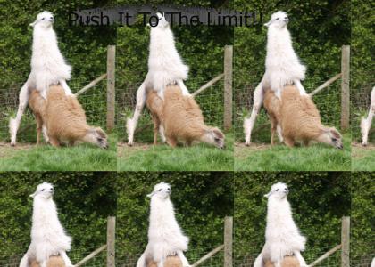 Lllama's Push It to the limit