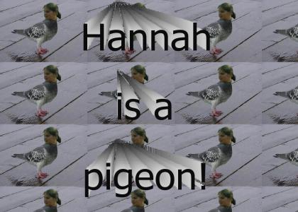 Hannah the pigeon