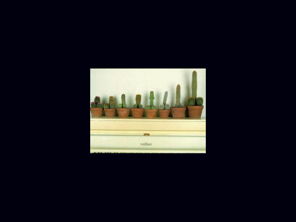 suggestivecacti