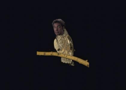 owl pacino