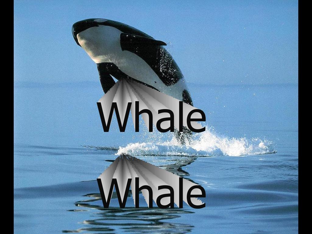 whalewhale