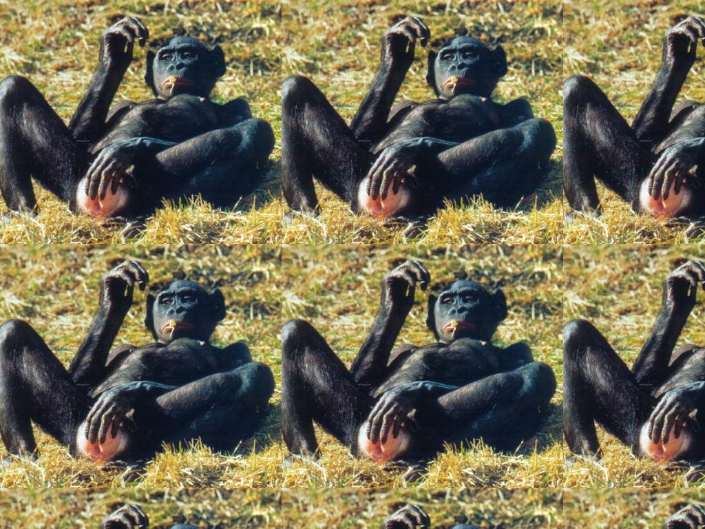 bonobo