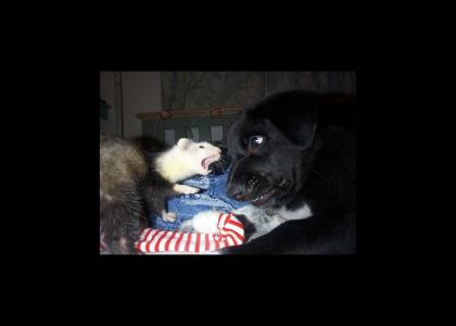 Dog & Ferret Battle For World Domination