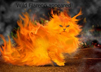 Wild Flareon appeared!