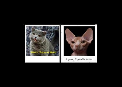 happycat did meth and... (educational)