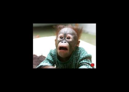 A Monkeys Reaction to YTMND